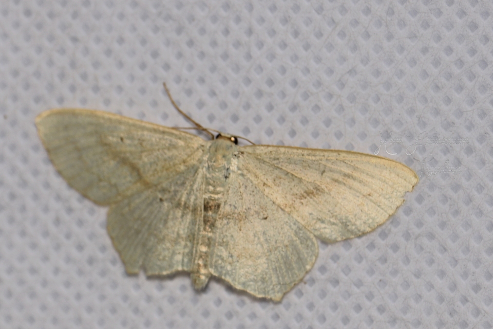 Scopula nigropunctata - feketepettyes araszoló