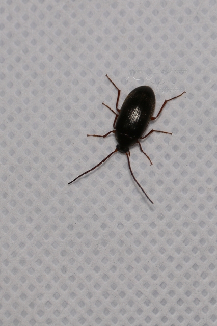 Hymenalia rufipes - rőtlábú alkonybogár