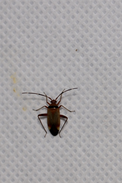 Adelphocoris vandalicus - feketevállú mezeipoloska