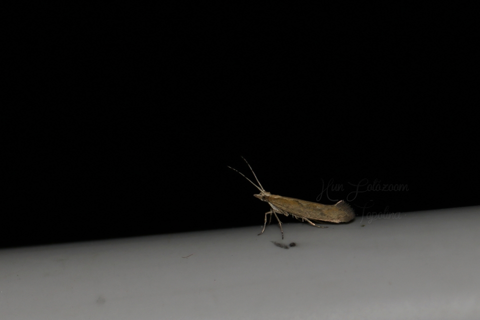Plutella xylostella - káposztamoly