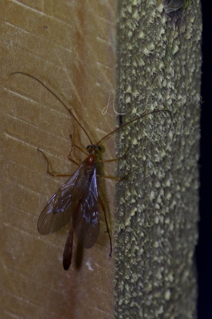 Enicospilus