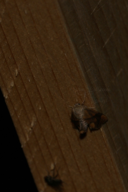 Apoda limacodes - kagylólepke