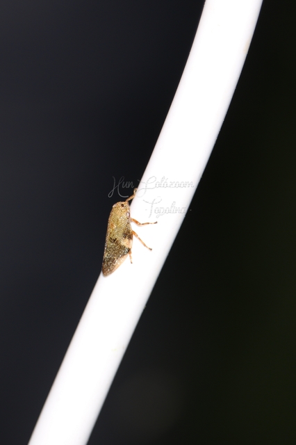 Aphrophora alni