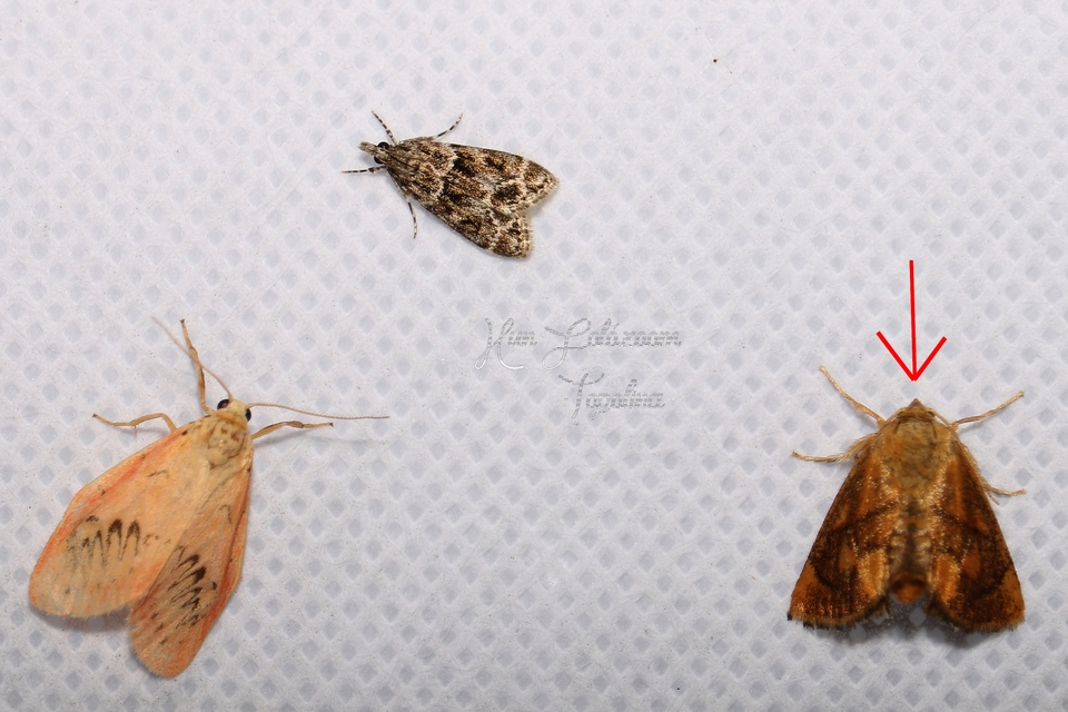 Apoda limacodes - kagylólepke
