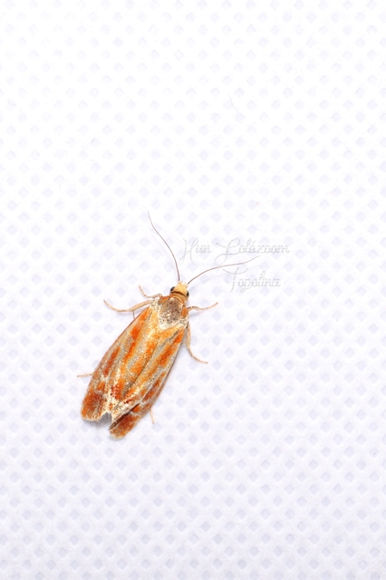 Rhyacionia