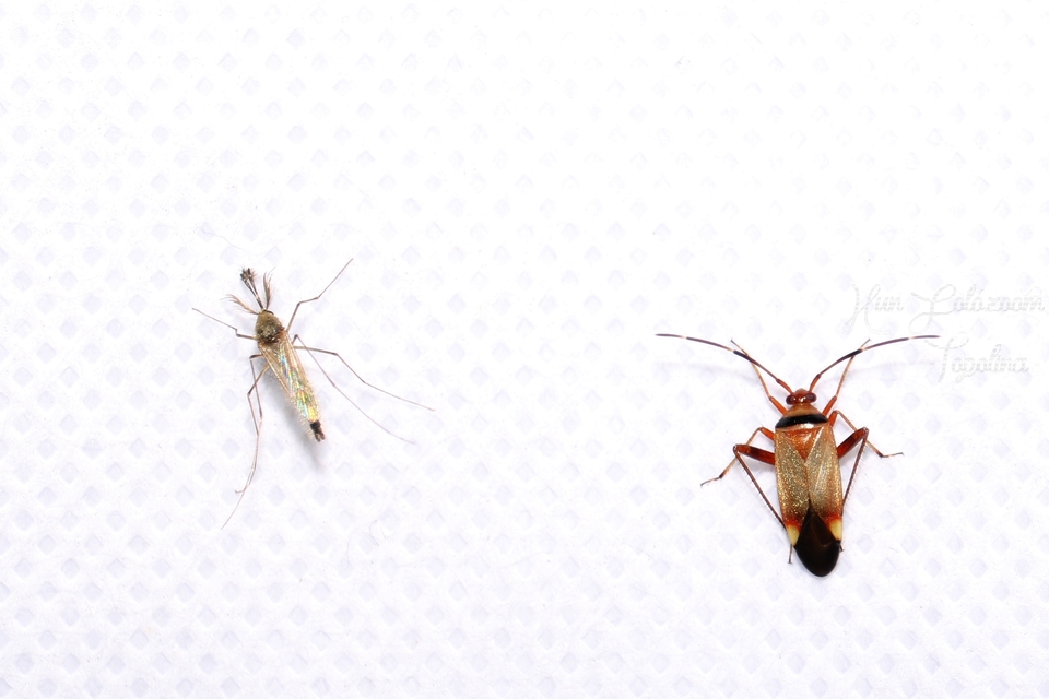 Adelphocoris vandalicus - feketevállú mezeipoloska