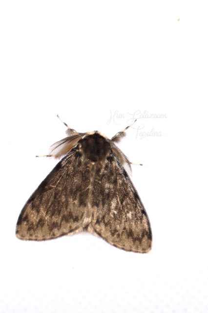 Lymantria monacha - apácalepke