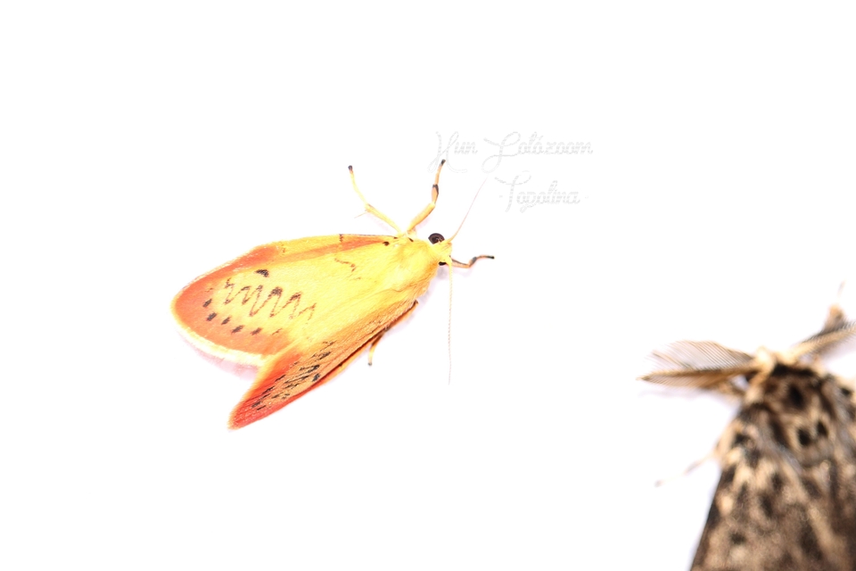 Miltochrista miniata - piros medvelepke