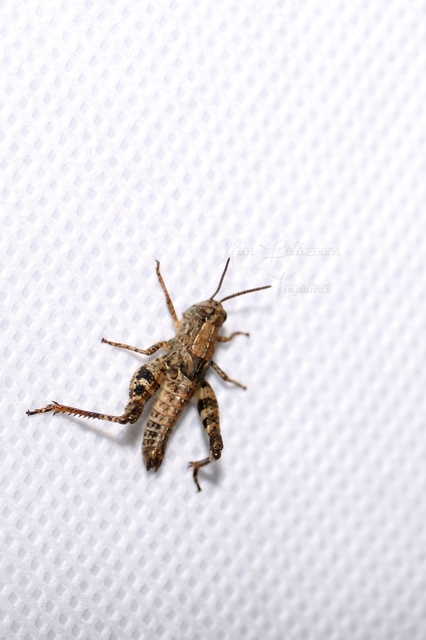 Calliptamus italicus - olaszsáska