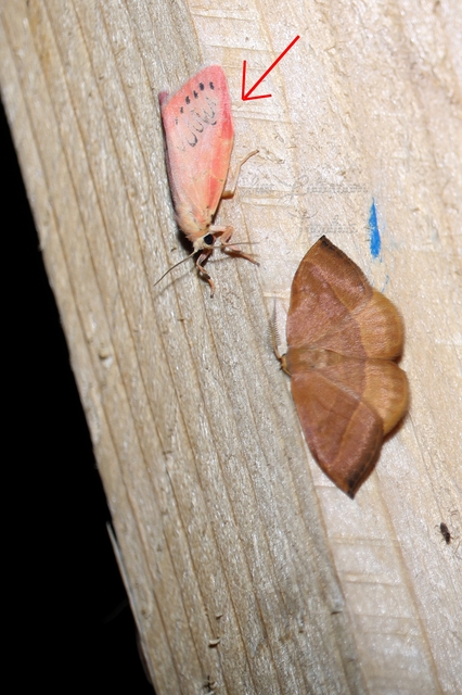 Miltochrista miniata - piros medvelepke