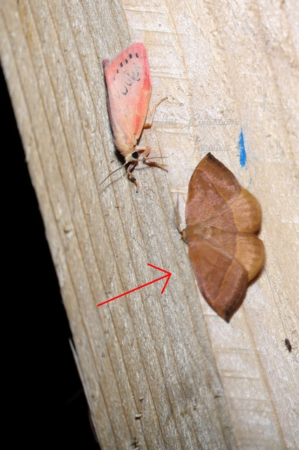 Watsonalla cultraria - bükkfa-sarlósszövő
