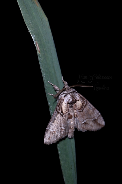 Drymonia velitaris - hegyi púposszövő