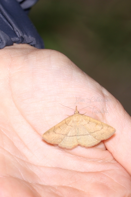 Paracolax tristalis - sárgás karcsúbagoly