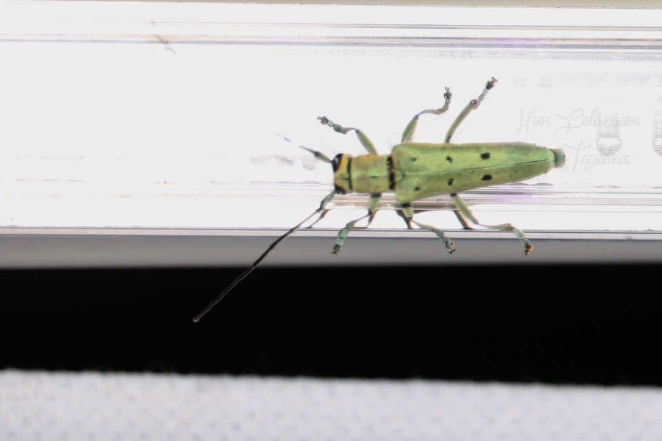 Saperda octopunctata - nyolcpontos cincér