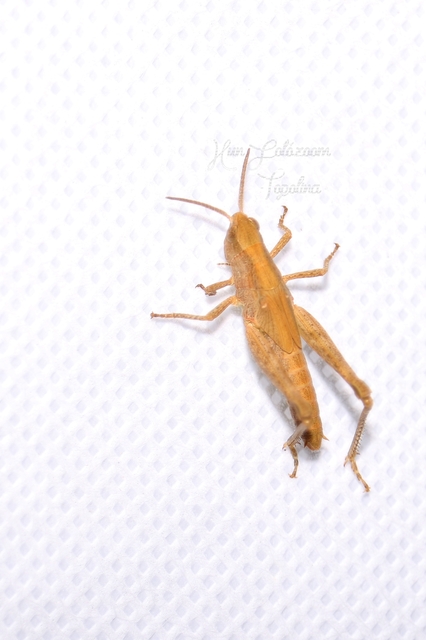 Chorthippus (Glyptobothrus) (subgenus)