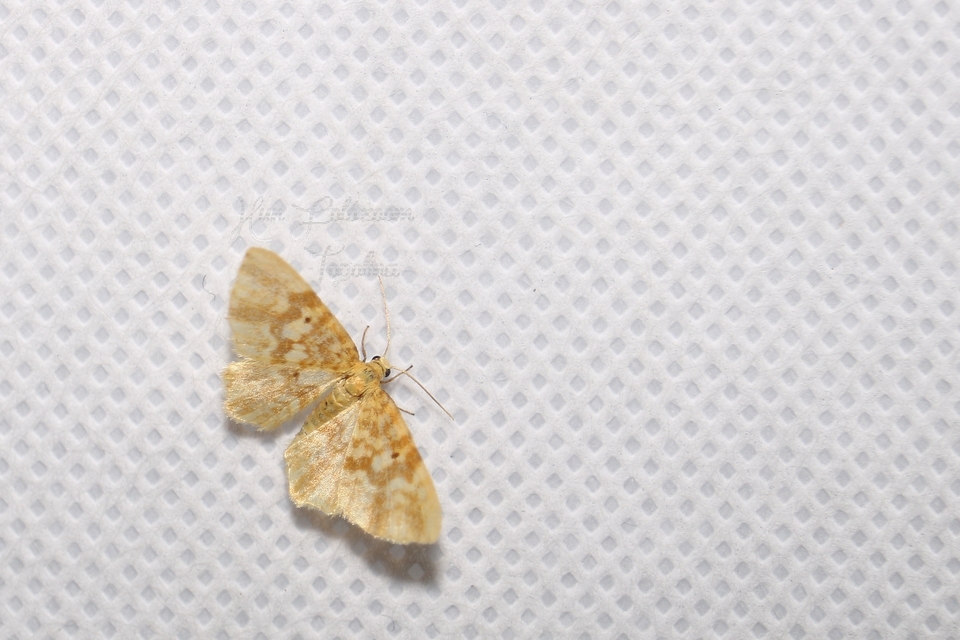Hydrelia flammeolaria - narancssárga araszoló
