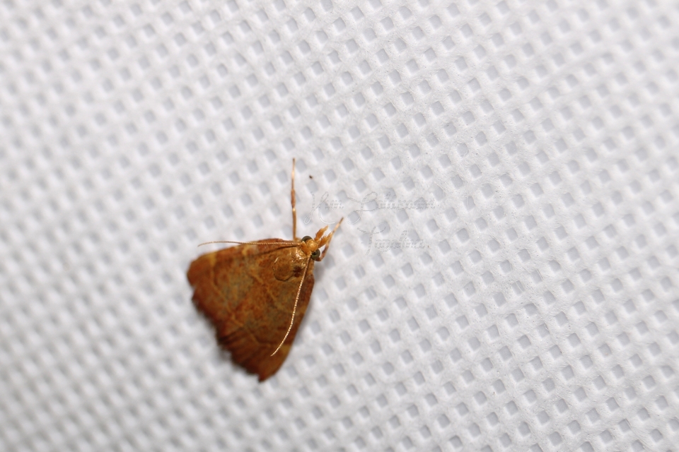 Hypsopygia rubidalis - vörös fényilonca