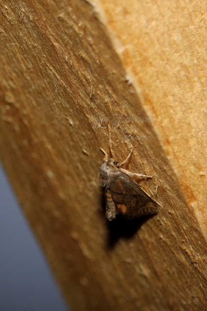 Apoda limacodes - kagylólepke