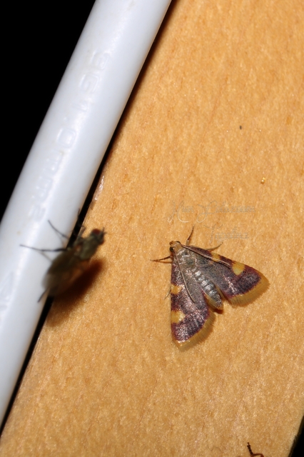 Hypsopygia costalis - szénailonca