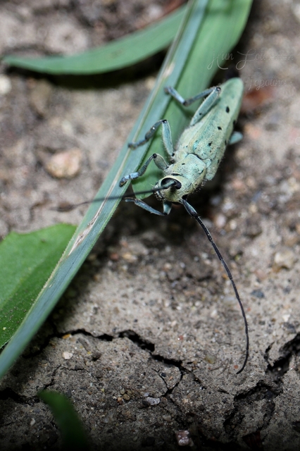 Saperda octopunctata - nyolcpontos cincér
