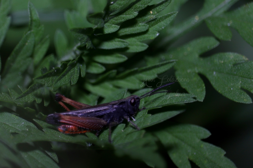 Omocestus rufipes - vöröshasú tarlósáska