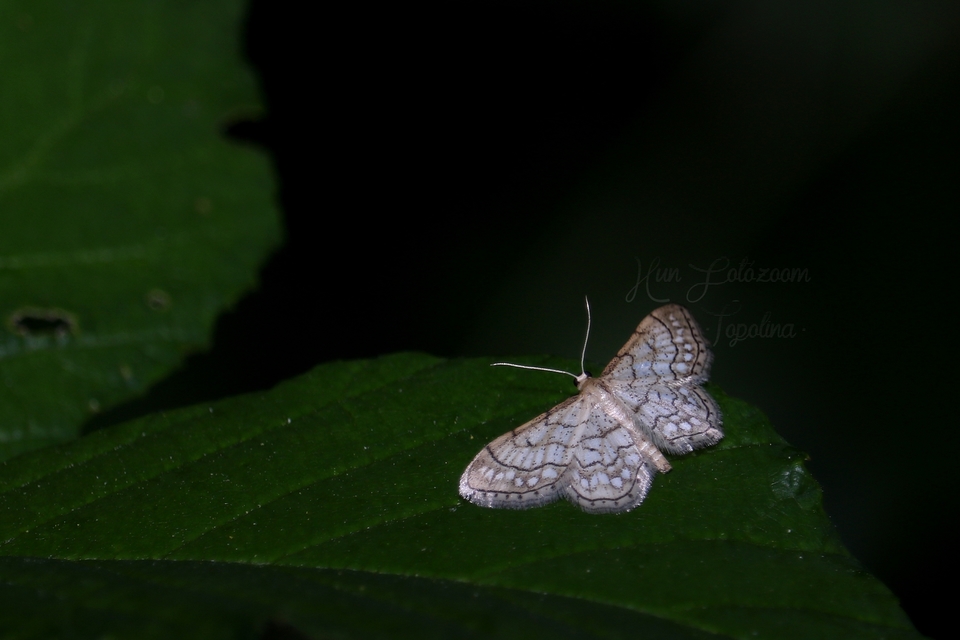 Idaea moniliata - gyöngyös apróaraszoló