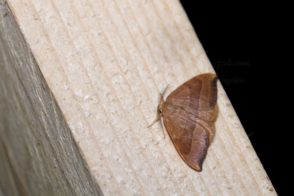 Watsonalla cultraria - bükkfa-sarlósszövő