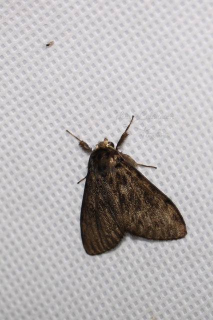 Lymantria monacha - apácalepke
