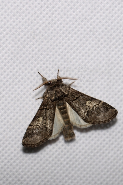 Drymonia querna - tölgyfa-púposszövő