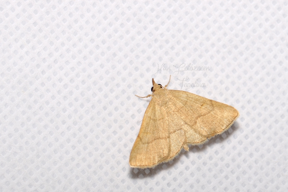 Paracolax tristalis - sárgás karcsúbagoly