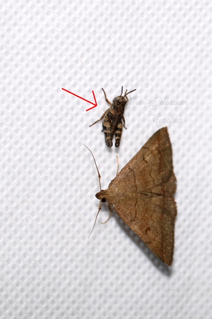 Calliptamus italicus - olaszsáska