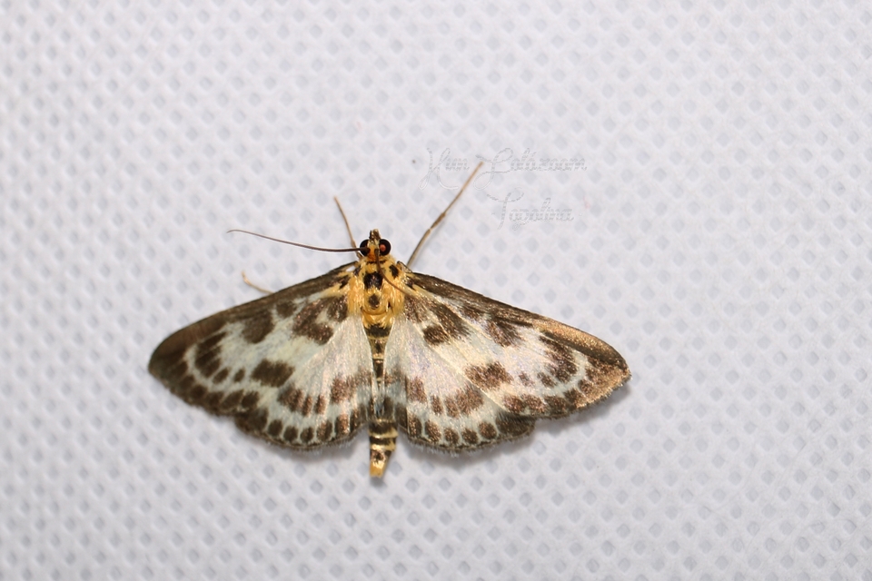 Anania hortulata - tarka csalánmoly