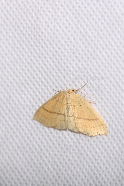 Cyclophora linearia - vonalas pettyesaraszoló