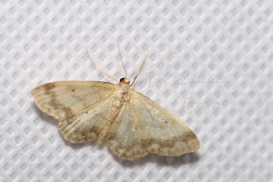 Idaea biselata - mocsári sávosaraszoló