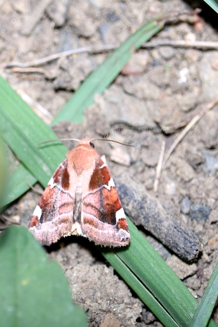 Cosmia diffinis - szilfa-lombbagoly