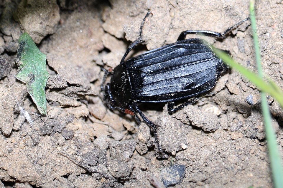 Necrodes littoralis - nagy dögbogár