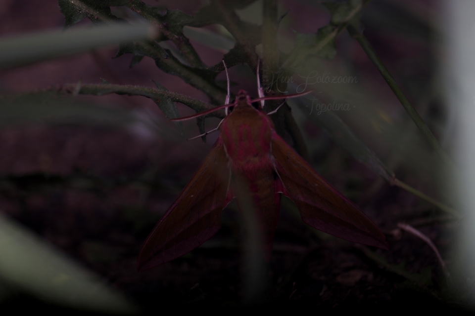 Deilephila elpenor - szőlőszender