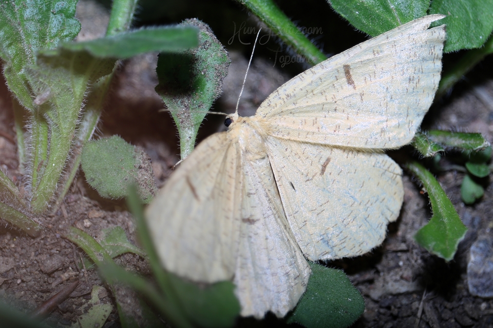 Angerona prunaria - sárga kökényaraszoló