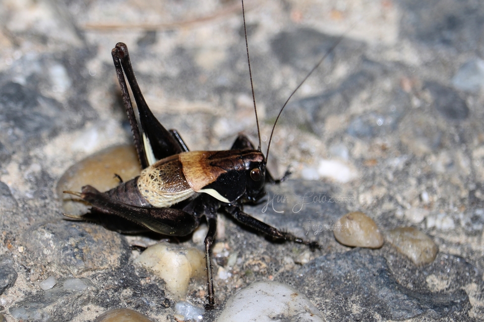 Pholidoptera aptera - nagy avarszöcske