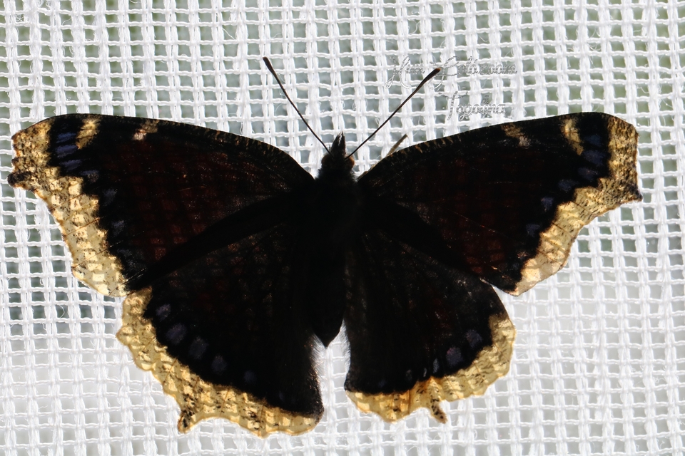 Nymphalis antiopa - gyászlepke