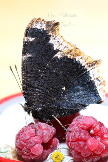 Nymphalis antiopa - gyászlepke