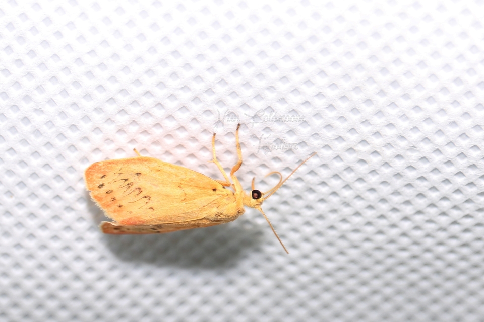 Miltochrista miniata - piros medvelepke