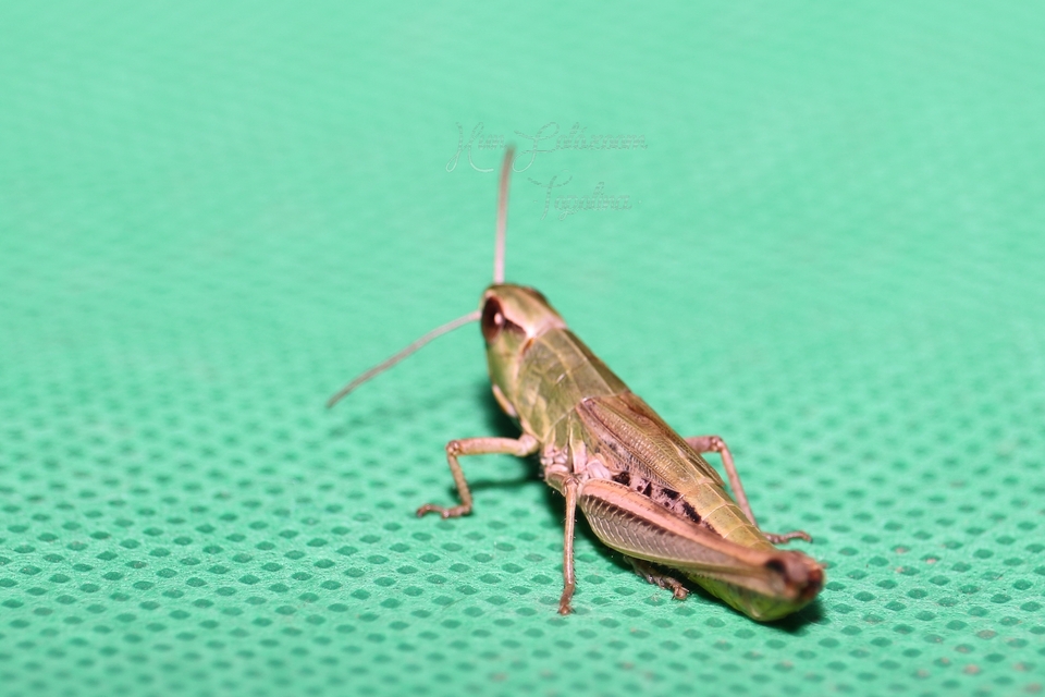 Pseudochorthippus parallelus - közönséges rétisáska