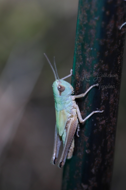 Pseudochorthippus parallelus - közönséges rétisáska
