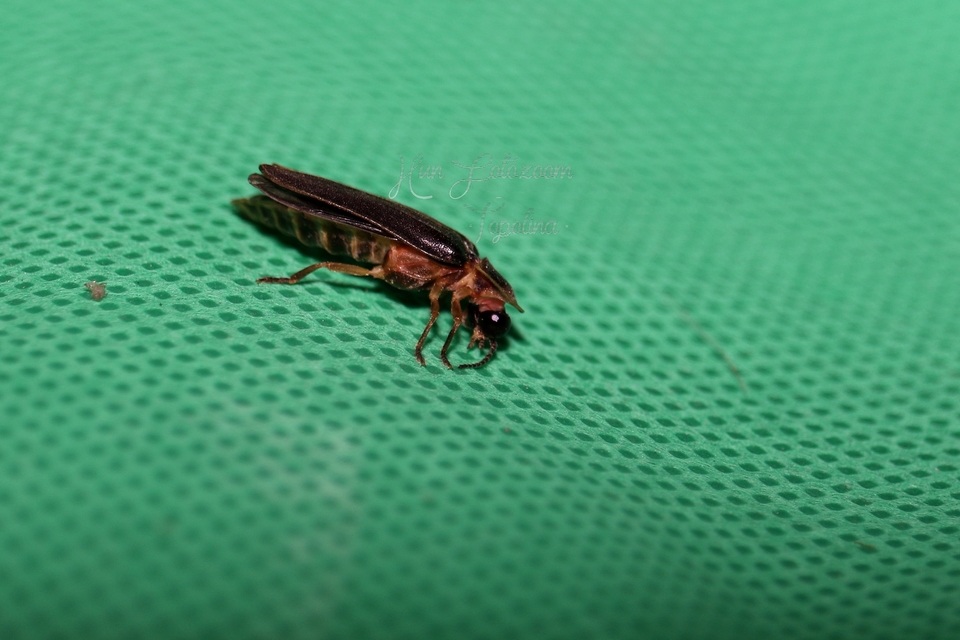 Lampyris noctiluca - nagy szentjánosbogár