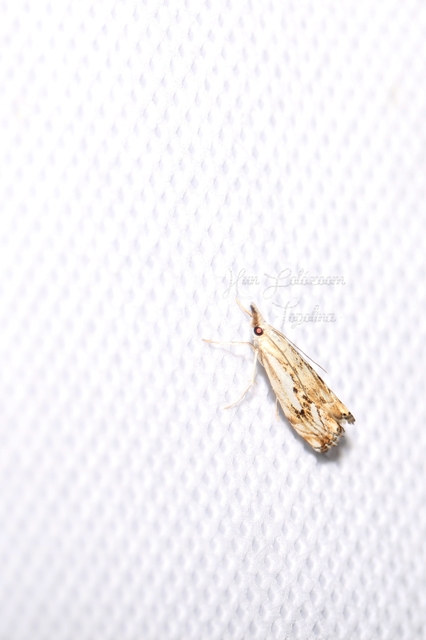 Catoptria falsella - hálós fűgyökérmoly