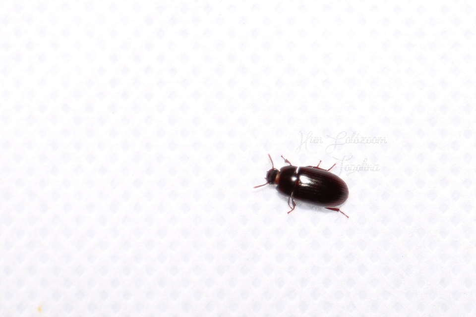 Alphitobius diaperinus