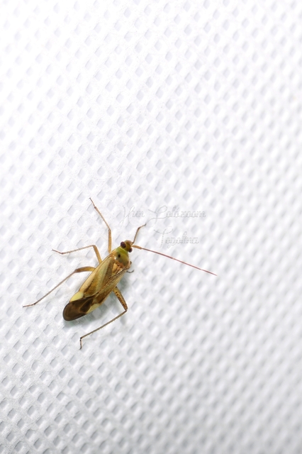 Adelphocoris lineolatus - lucernapoloska