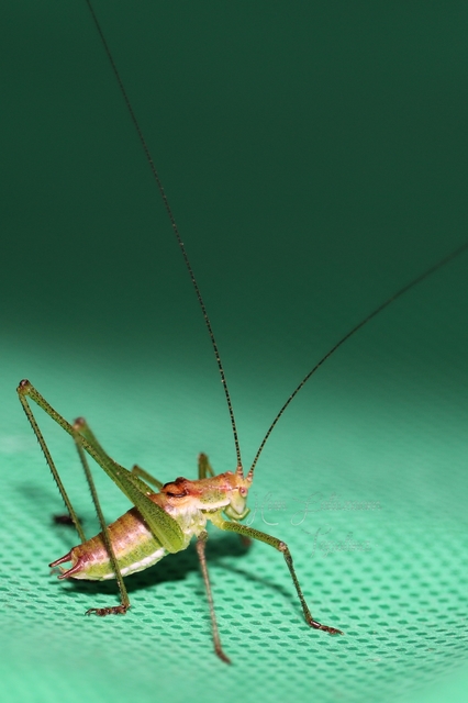 Leptophyes albovittata - közönséges virágszöcske