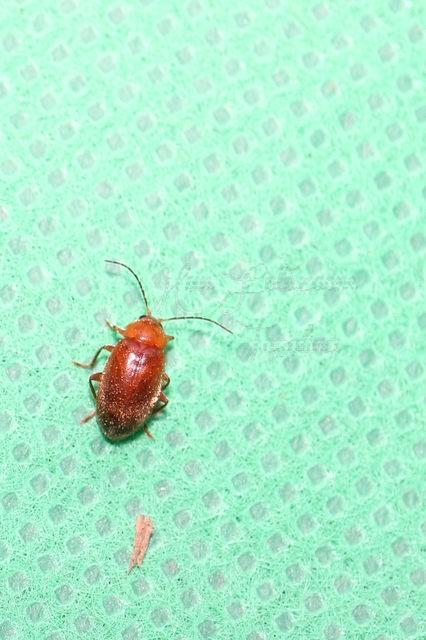 Scirtidae - rétbogárfélék